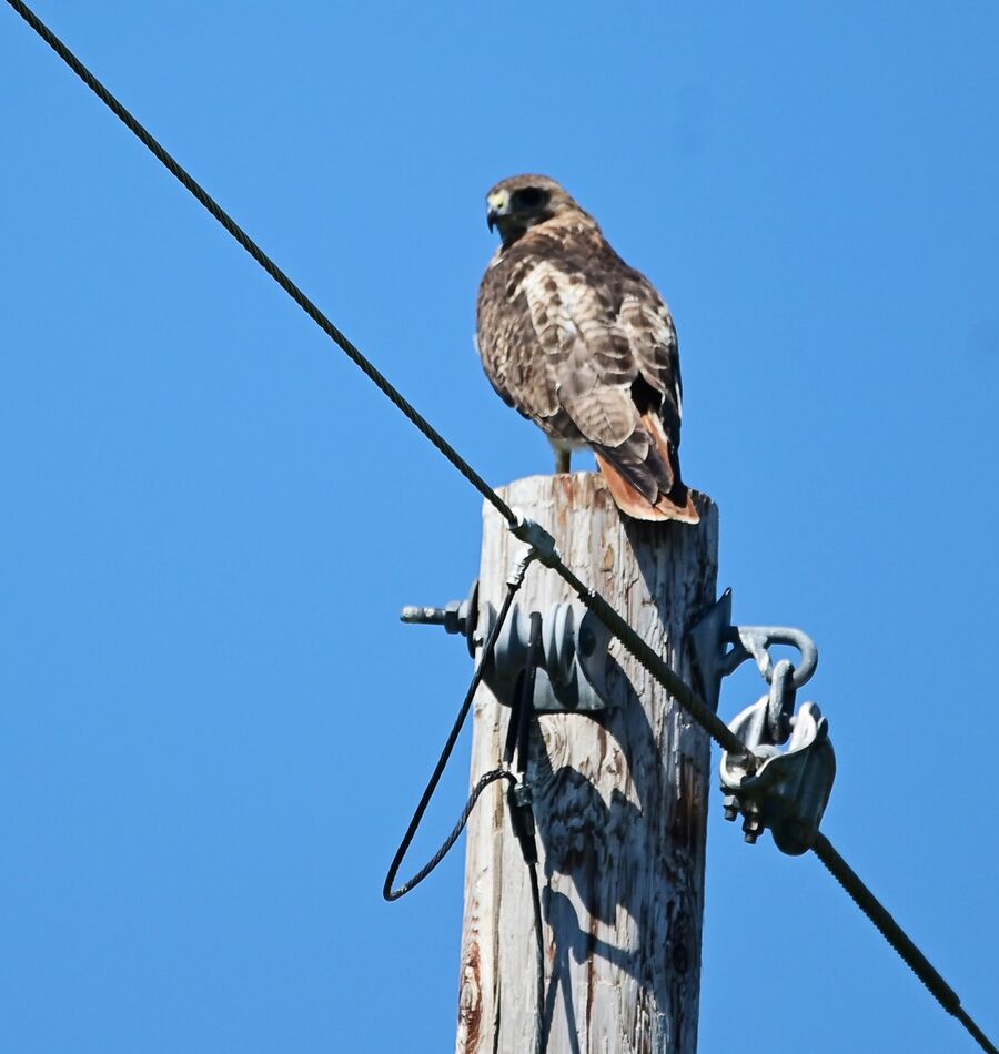 Hawk: When they don't fly away as soon as the edge of the lens comes ...