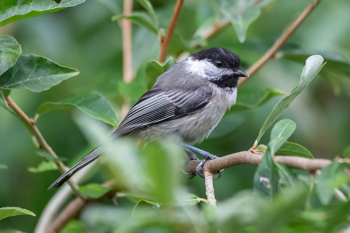 Wertheim National Wildlife Refuge: A quiet Sunday morning with some ...