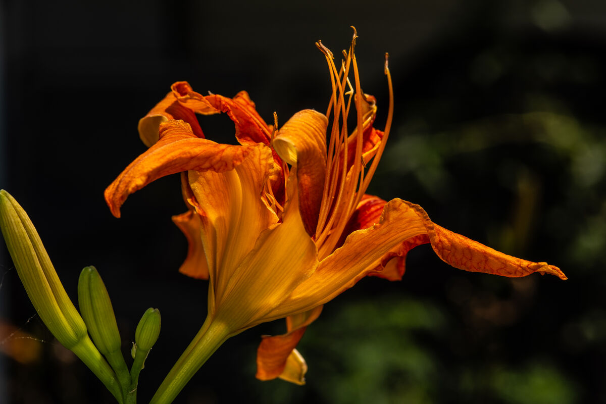 Hot out of the Camera: Murphy wanted out on the front porch and little ...