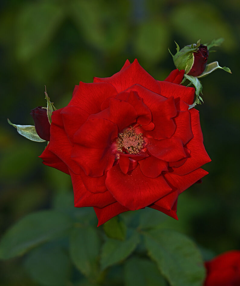 Into the golden hour with a couple of roses of summer: These two photos ...