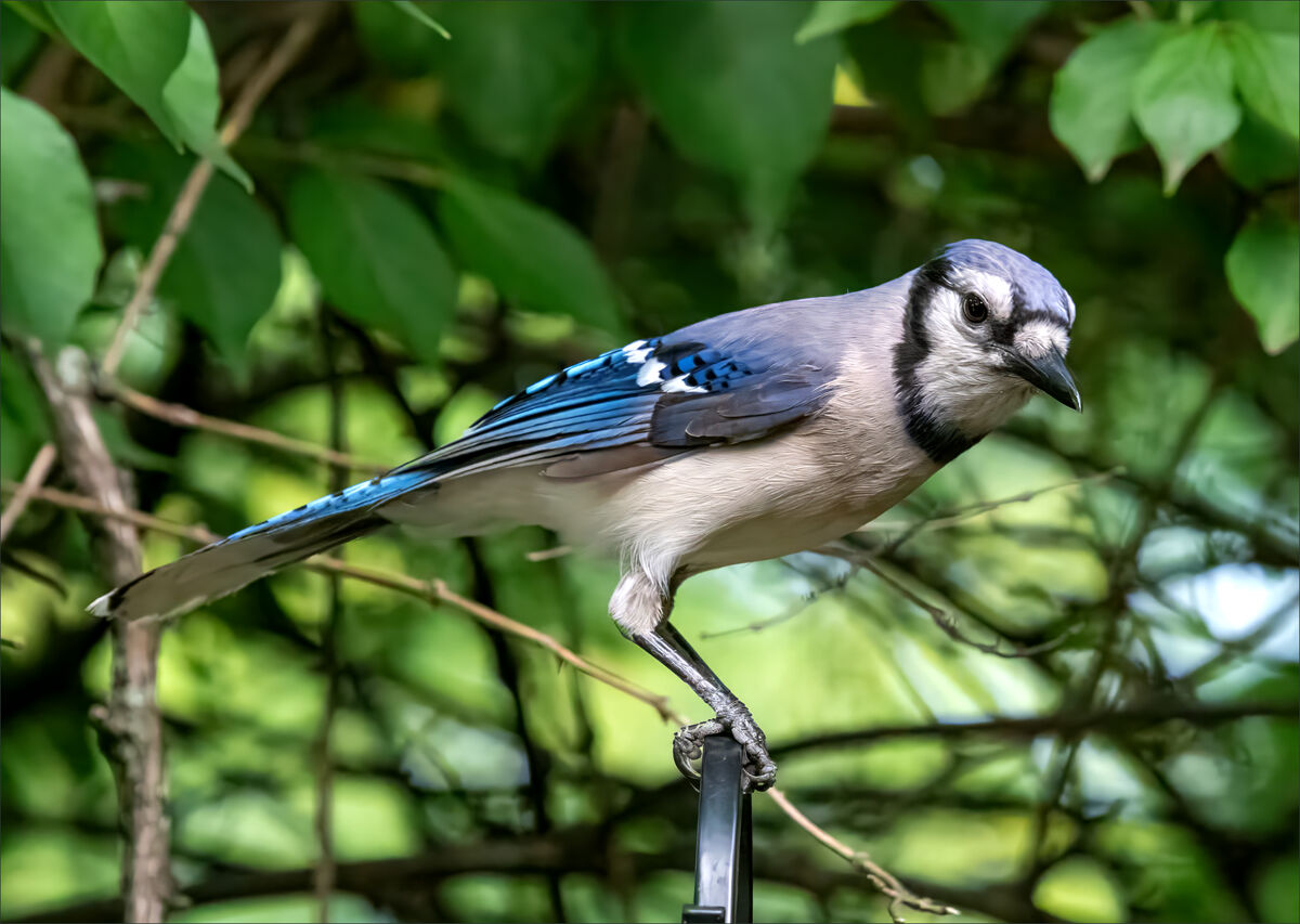 Birds of Blue Bell, Part 56: Photos of one of our resident female ...