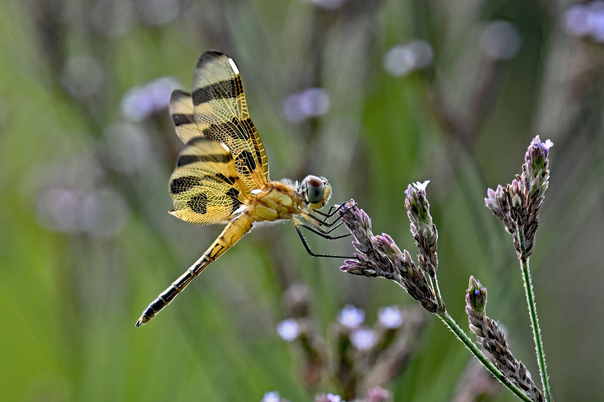 Halloween pennant: (Colorful) dragonfly, variety identified by Google ...