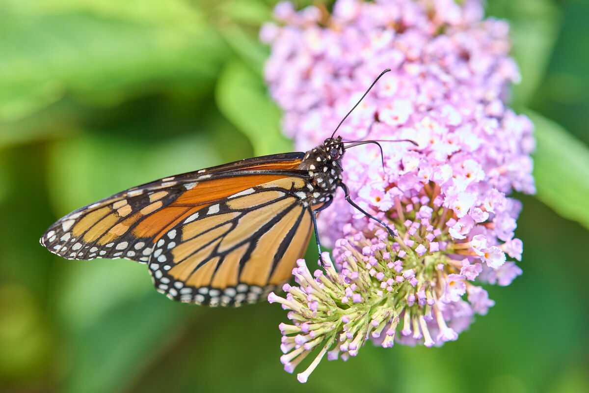 Hummingbird Moth: Yes, it's an insect! Shot today on butterfly bushes ...