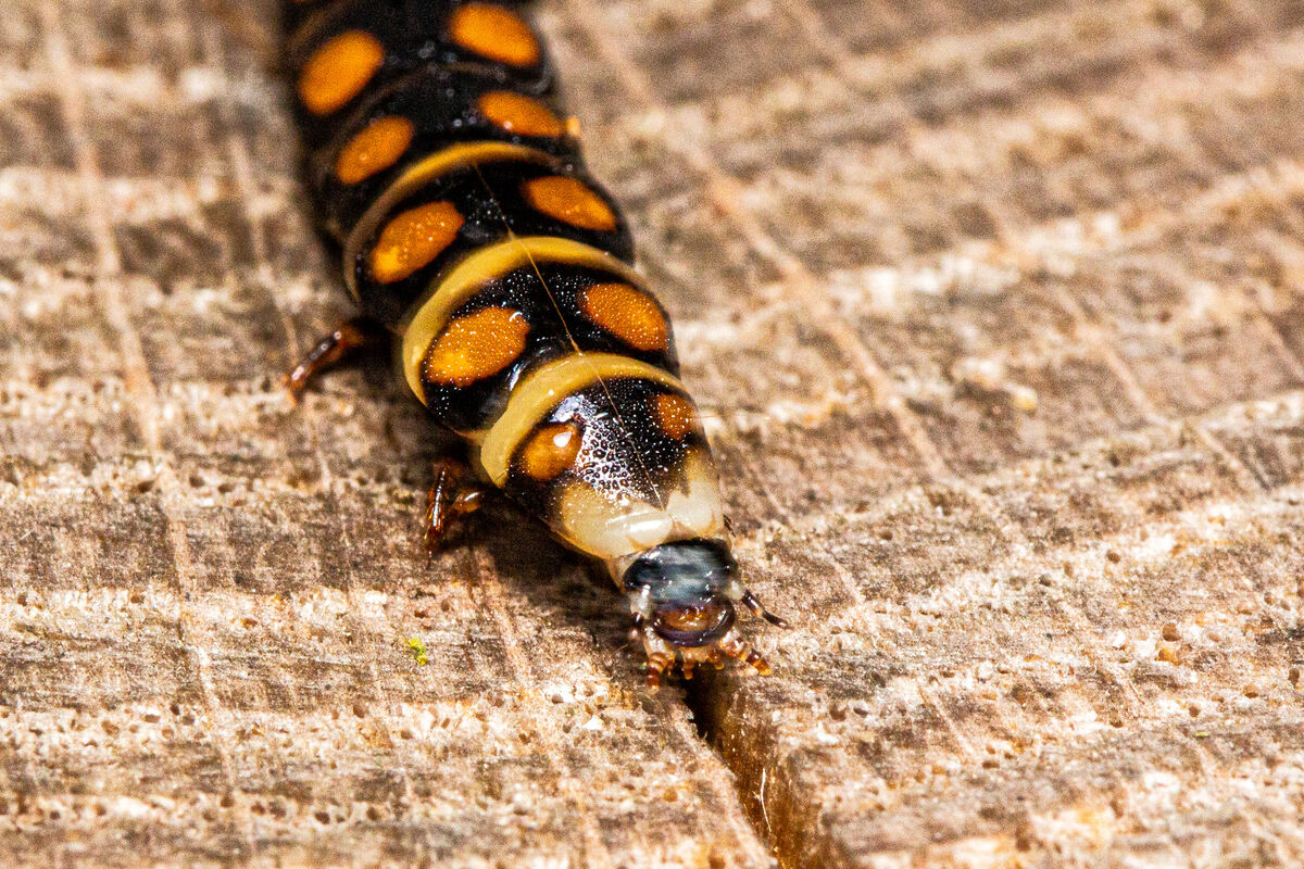 Phengodes laticollis larva. (Female): AKA Glowworm Beetle, yes, they ...