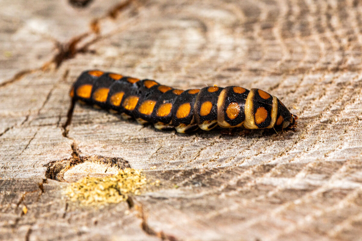 Phengodes laticollis larva. (Female): AKA Glowworm Beetle, yes, they ...