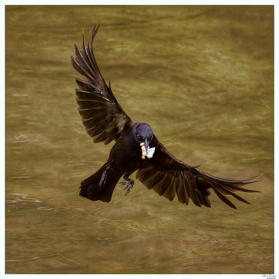 Grackle In Flight Views of the week: Moments from Monticello,NY...