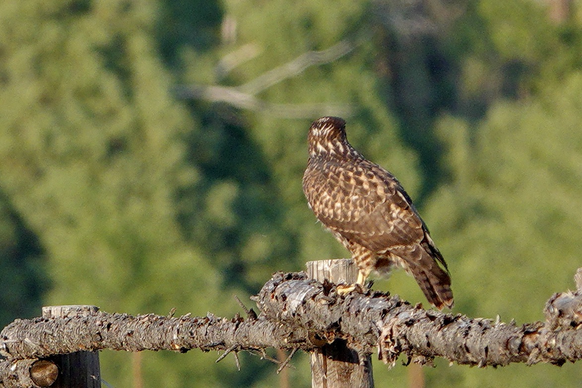 Not Sure What Type of Hawk This is: While driving East of Idaho Falls ...