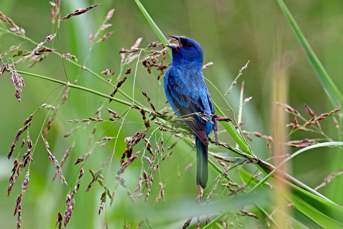Indigo bunting light angles Dix park, Raleigh, July 20th, 2024