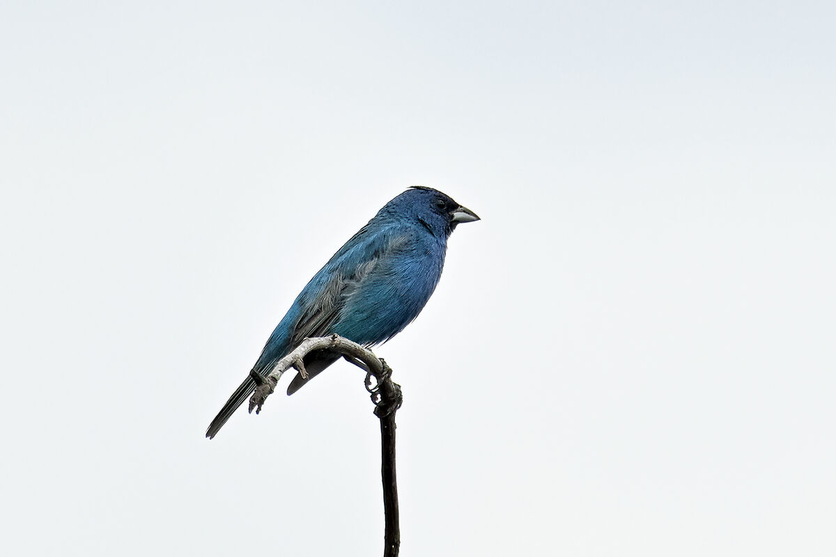Indigo bunting light angles Dix park, Raleigh, July 20th, 2024