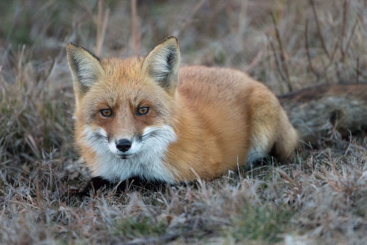 Sandy Hook Nature: Taken on different dates. If I just posted the fox ...