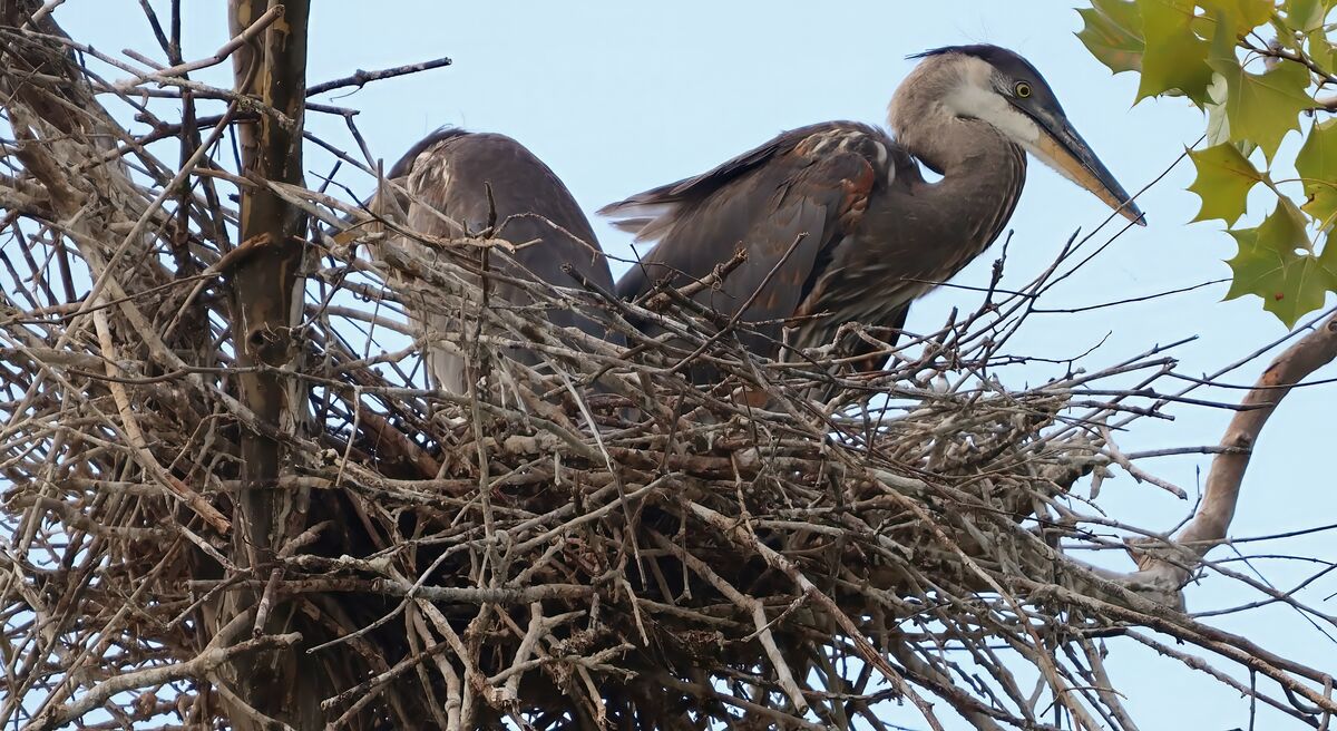 Only two GBH: Went up on Friday and found only two. It wasn't the best ...