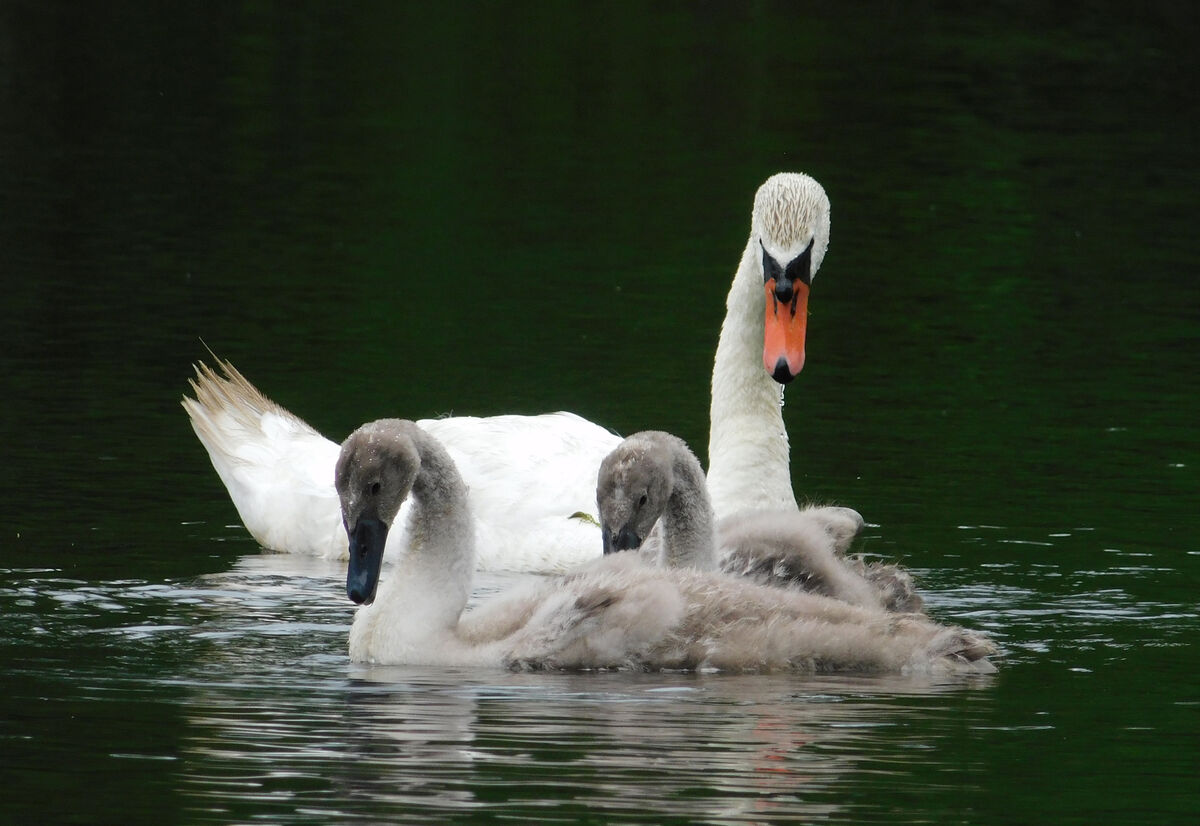 Update on the Swan Family: Went back to the herring run yesterday to ...