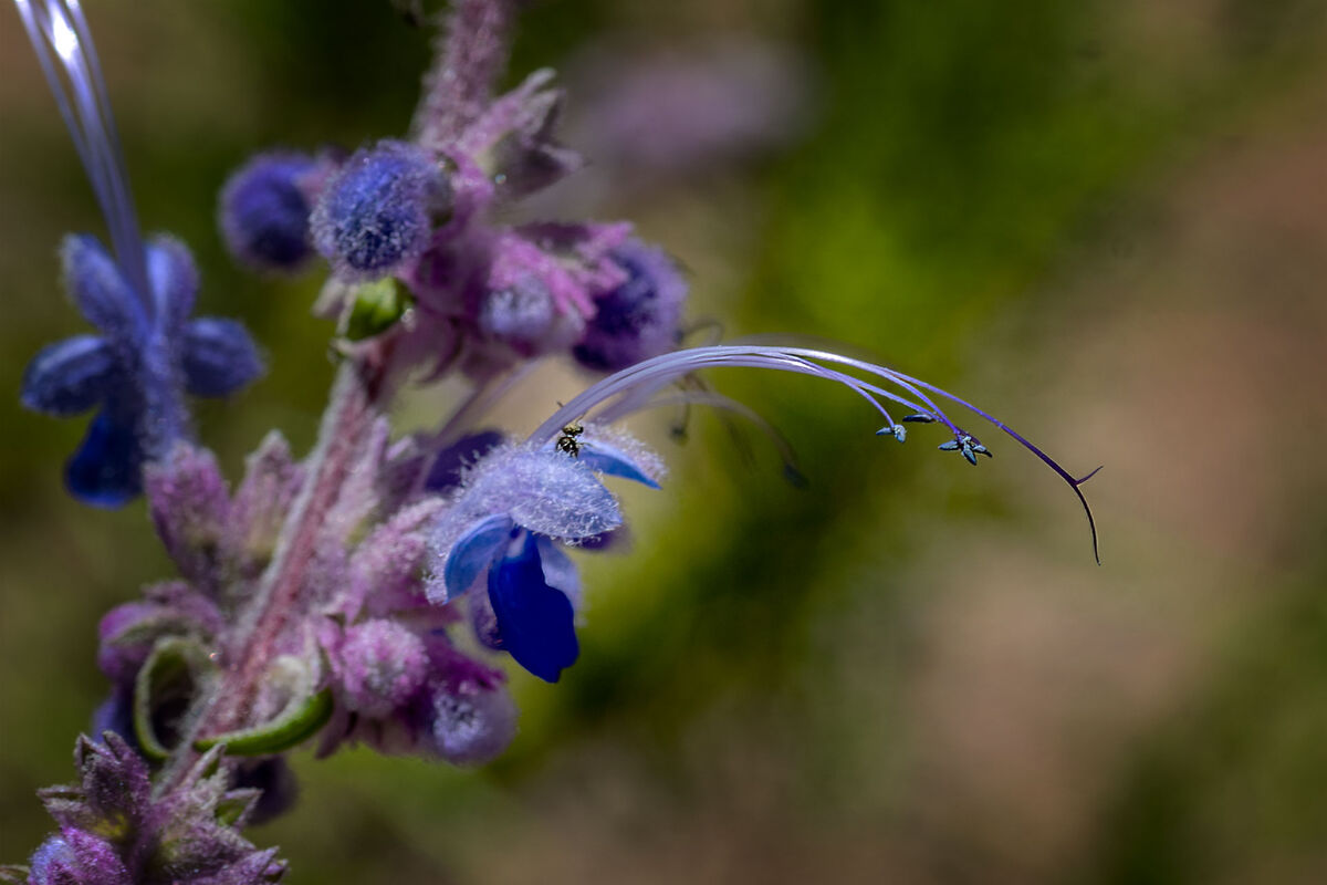 Woolly Blue Curls: Trichostema lanatum, or woolly blue curls are ...