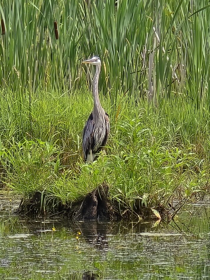 Heron: Near the McHenry Dam in northern Illinois.