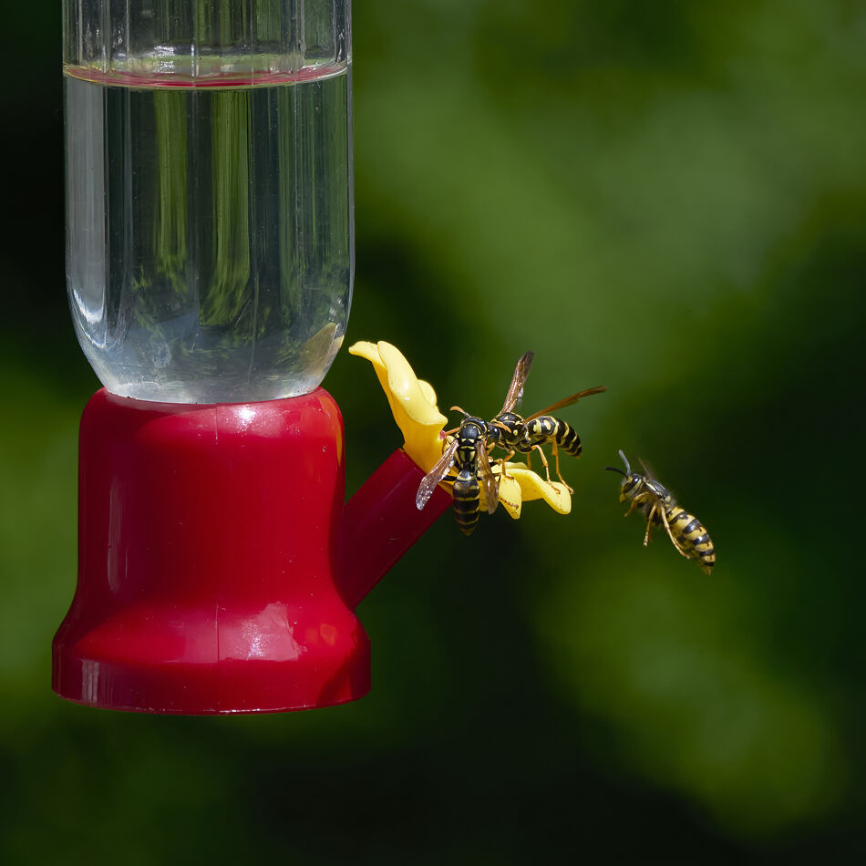 Nectar Thugs: I sat and watched two consecutive hummingbirds appear at ...