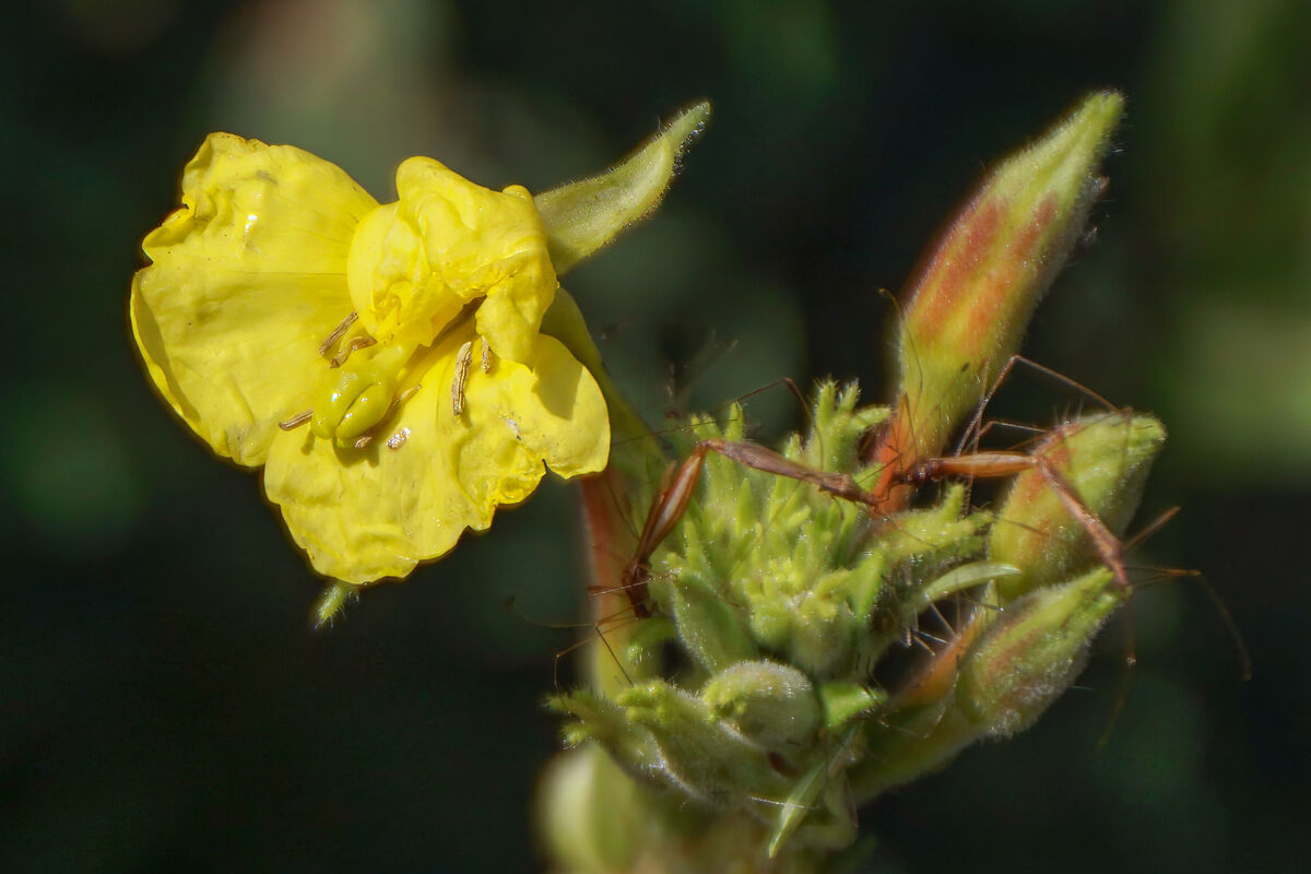 Three Paired Insect Need help identifying these insects: There appear to be two mating ...