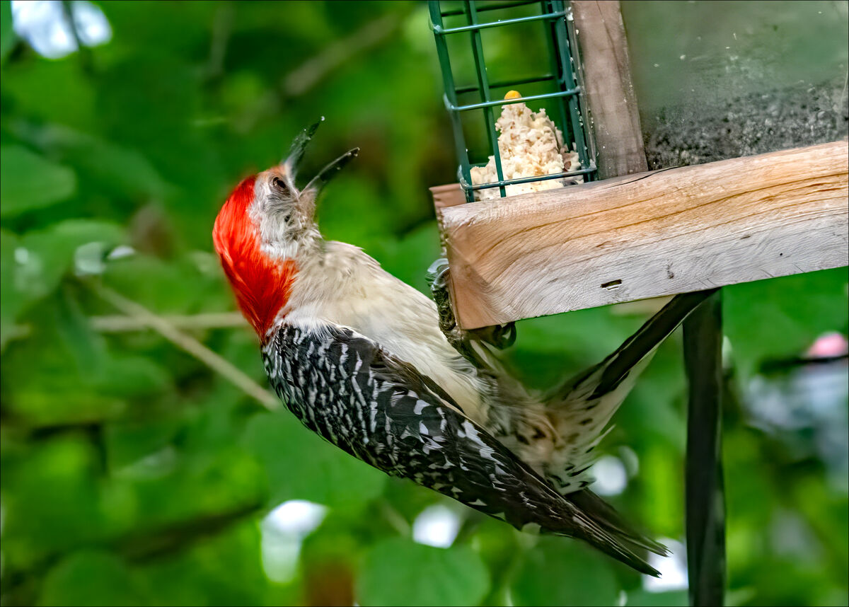 Birds of Blue Bell, No. 62: Some of the photos I took through my office ...