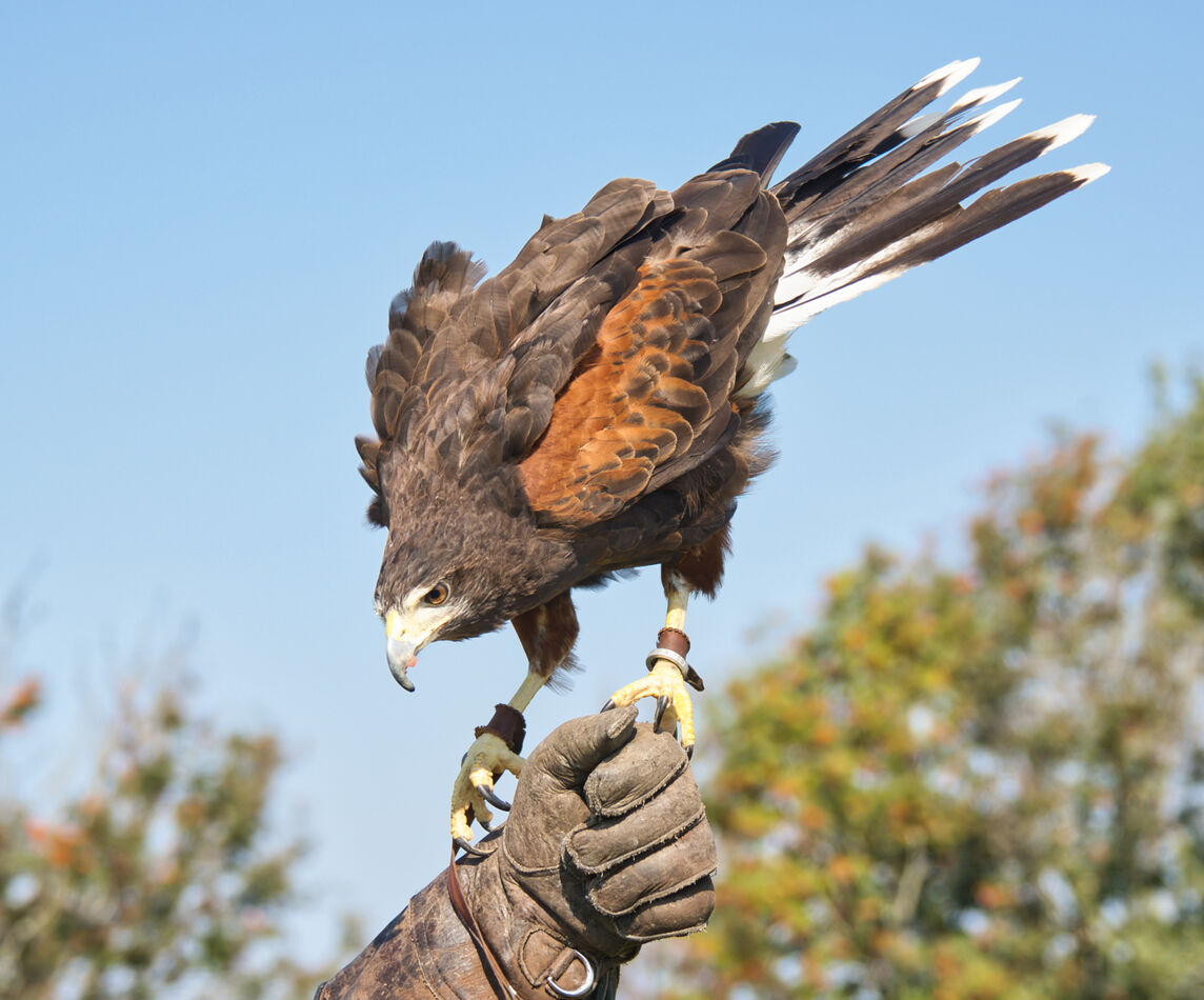 Yes, Captive Birds Island Falconry Services on Prince Edward Island