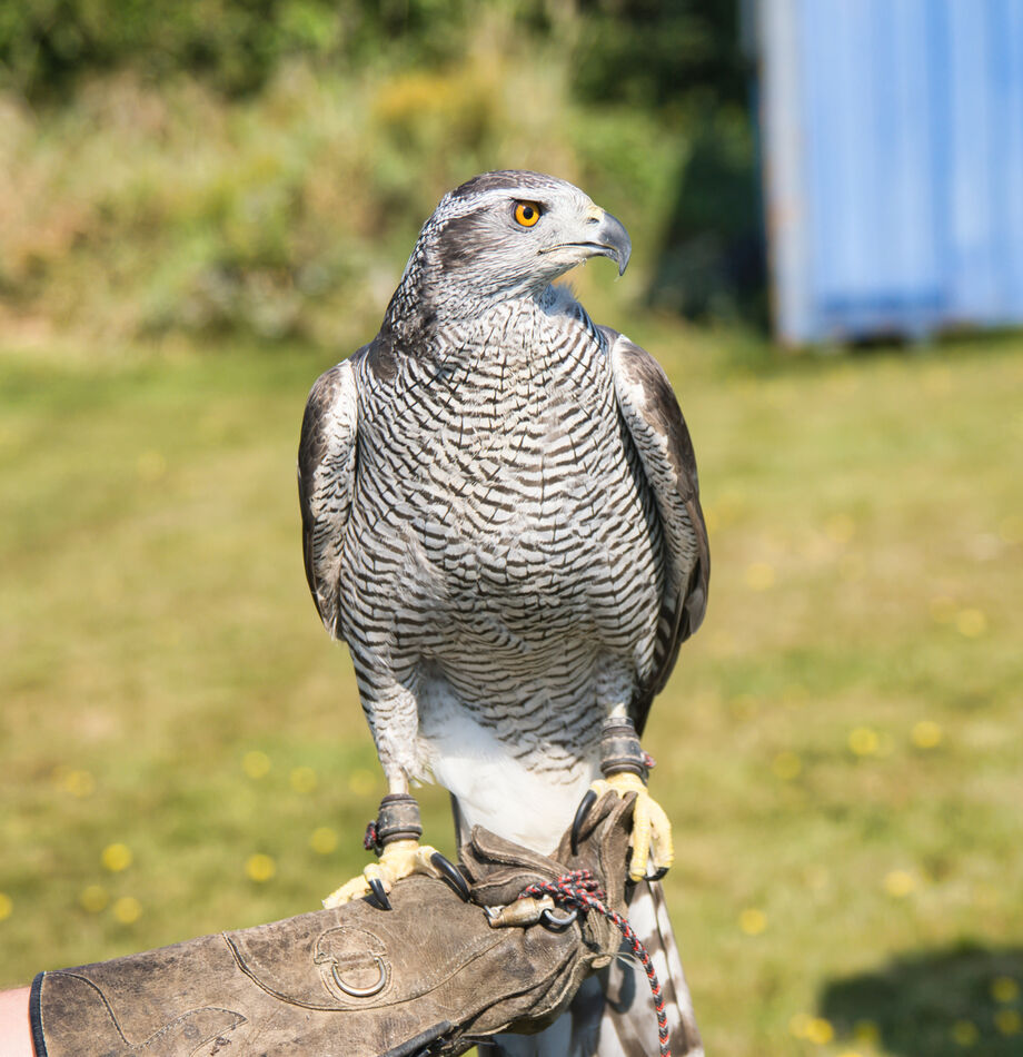 Yes, Captive Birds Island Falconry Services on Prince Edward Island