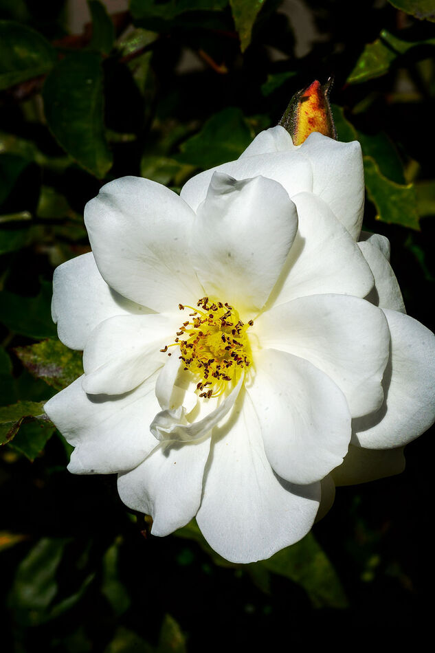 Rose: I found a few roses on my walk...