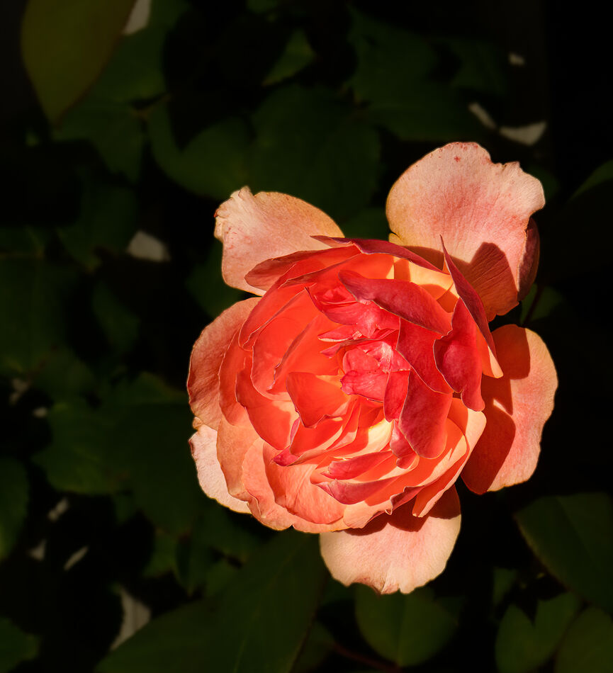 Early light on roses and another: The summer's stress on the roses ...