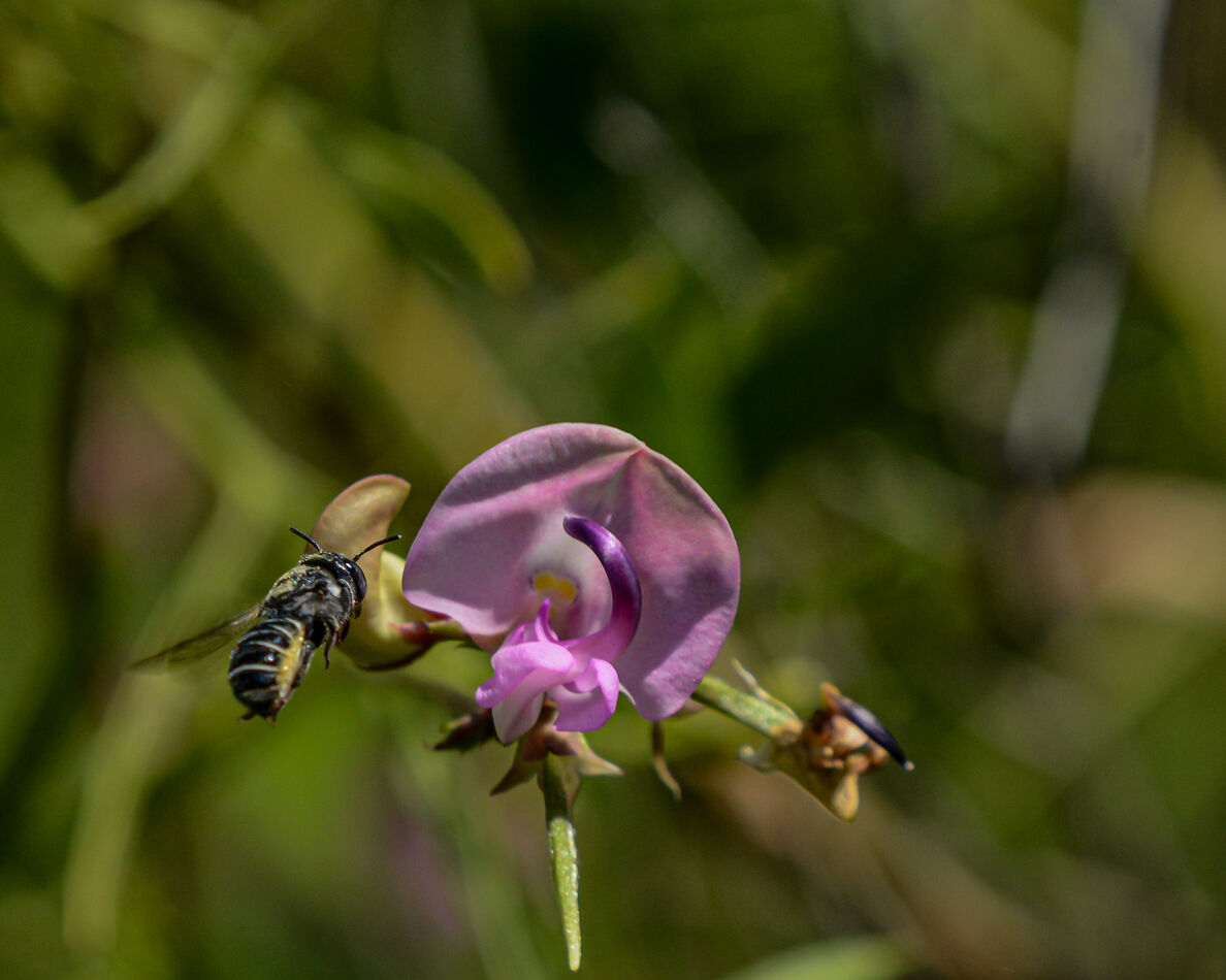 Bailey Lake Area Burleson The heat has finally broken so I went out