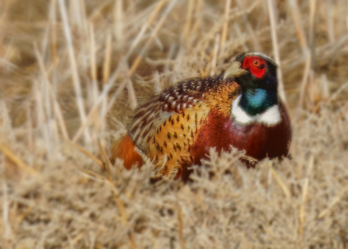 Finally For Years Whenever I Went To One Of The Local Birding Sites T1 438902 Ring Neck Grouse 4