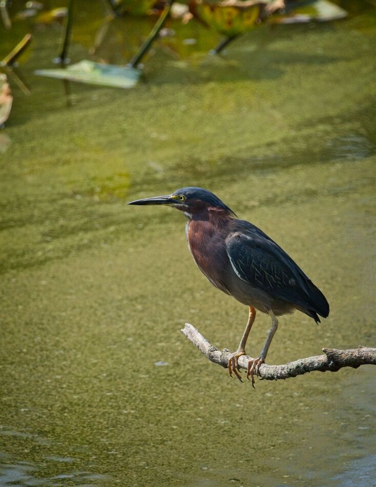 Green Heron One Of This Summer S Green Herons Resting By Our Pond T1 575763 Green Heron
