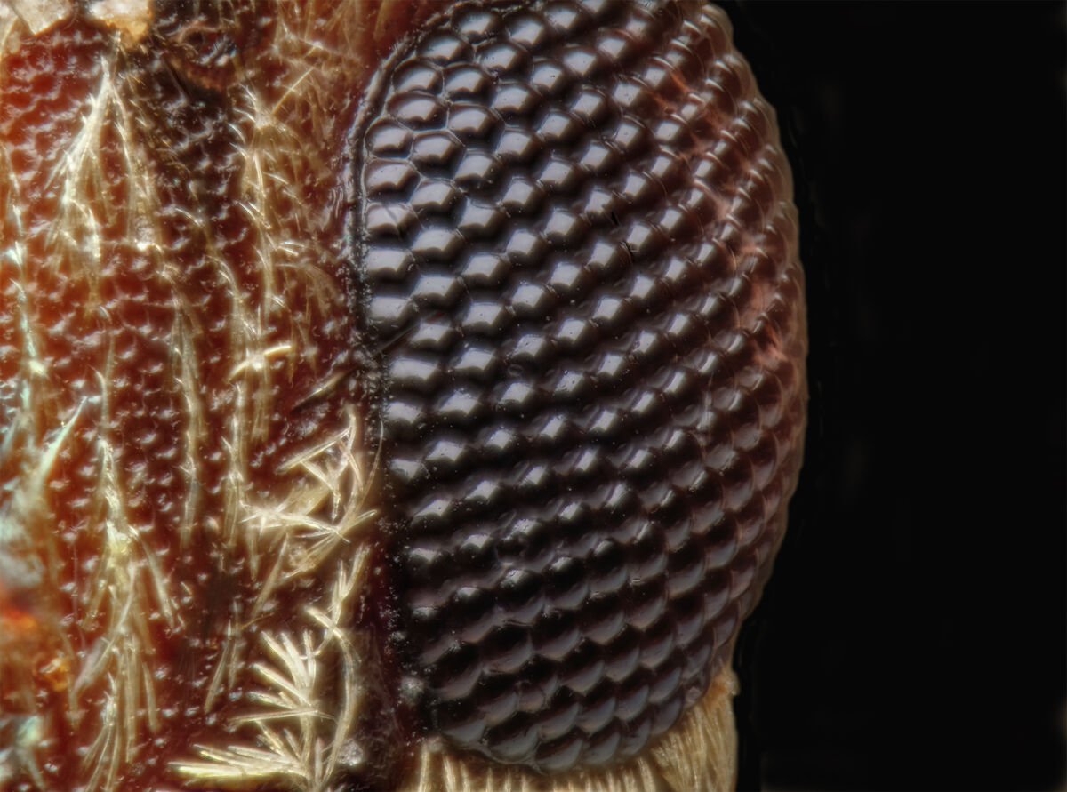 Longhorn Beetle Compound Eye: This is a focus-stacked view of a ...