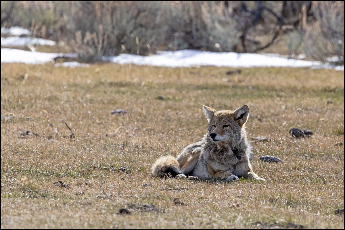 Coyote Limpy: This coyote lives in the Lamar valley area of Yellowstone ...