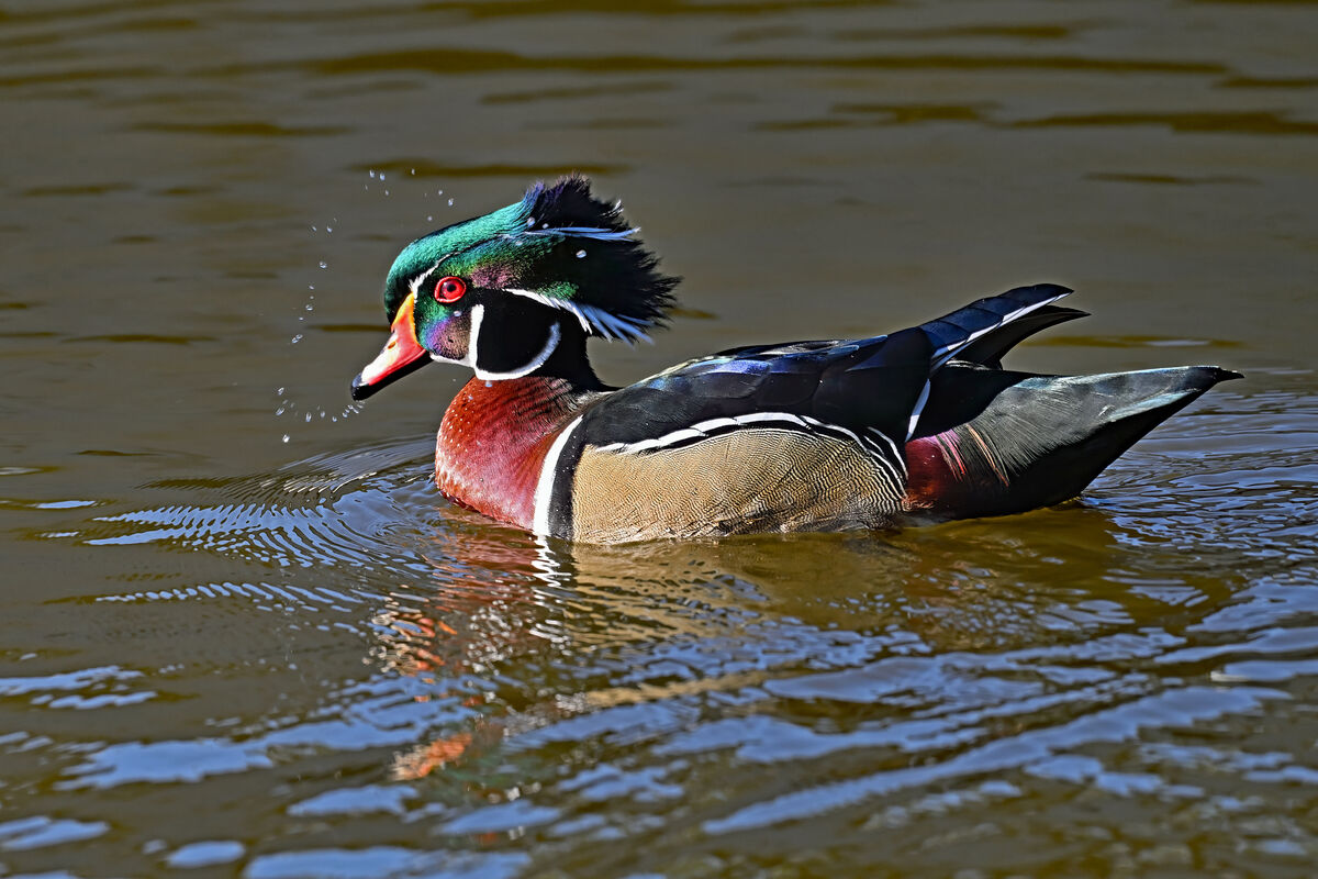 Iridescent wood duck shines in direct sunlight (and less without): Bond ...