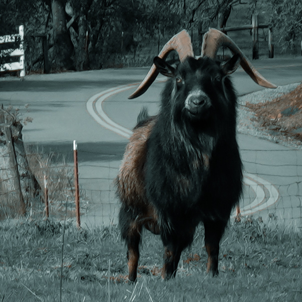 Random goat: Walking to get the mail this curious critter stopped ...
