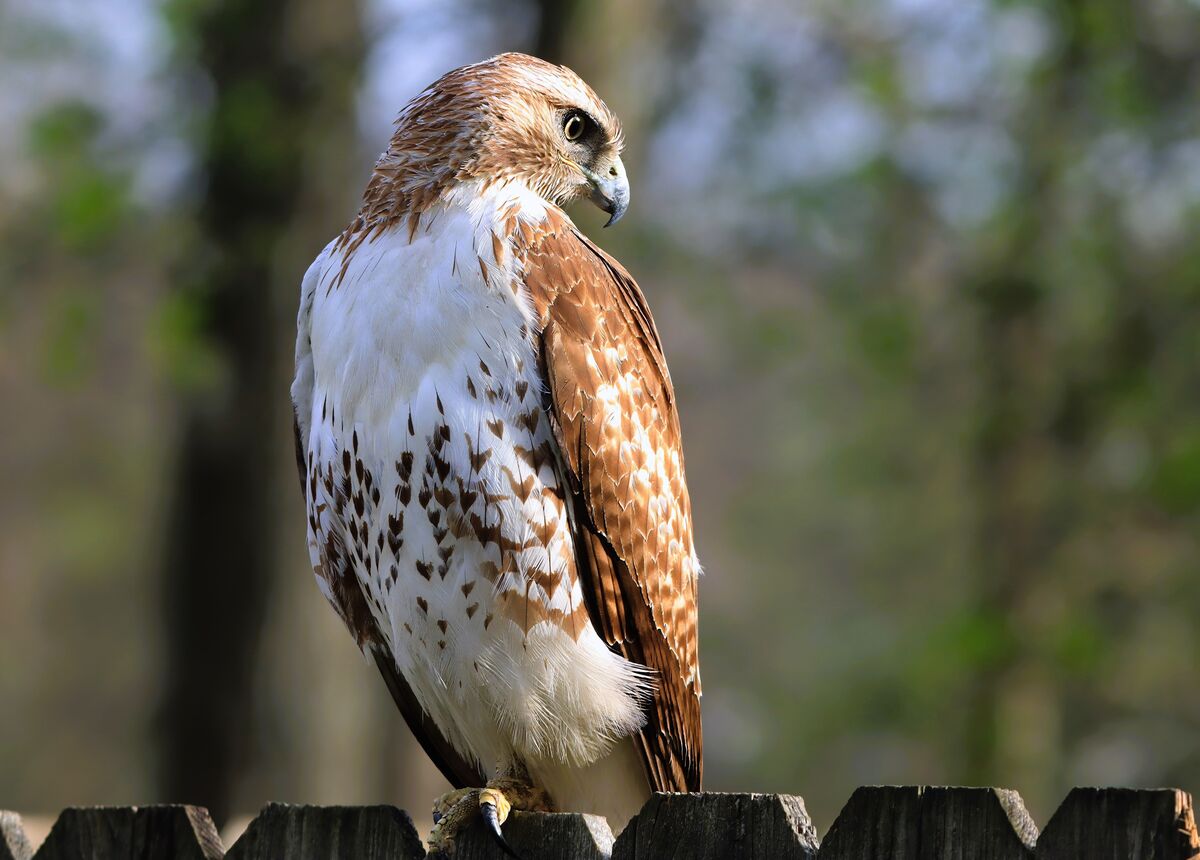 Welsh Hawk More hawk on the fence: This was his first landing spot. While I admit ...