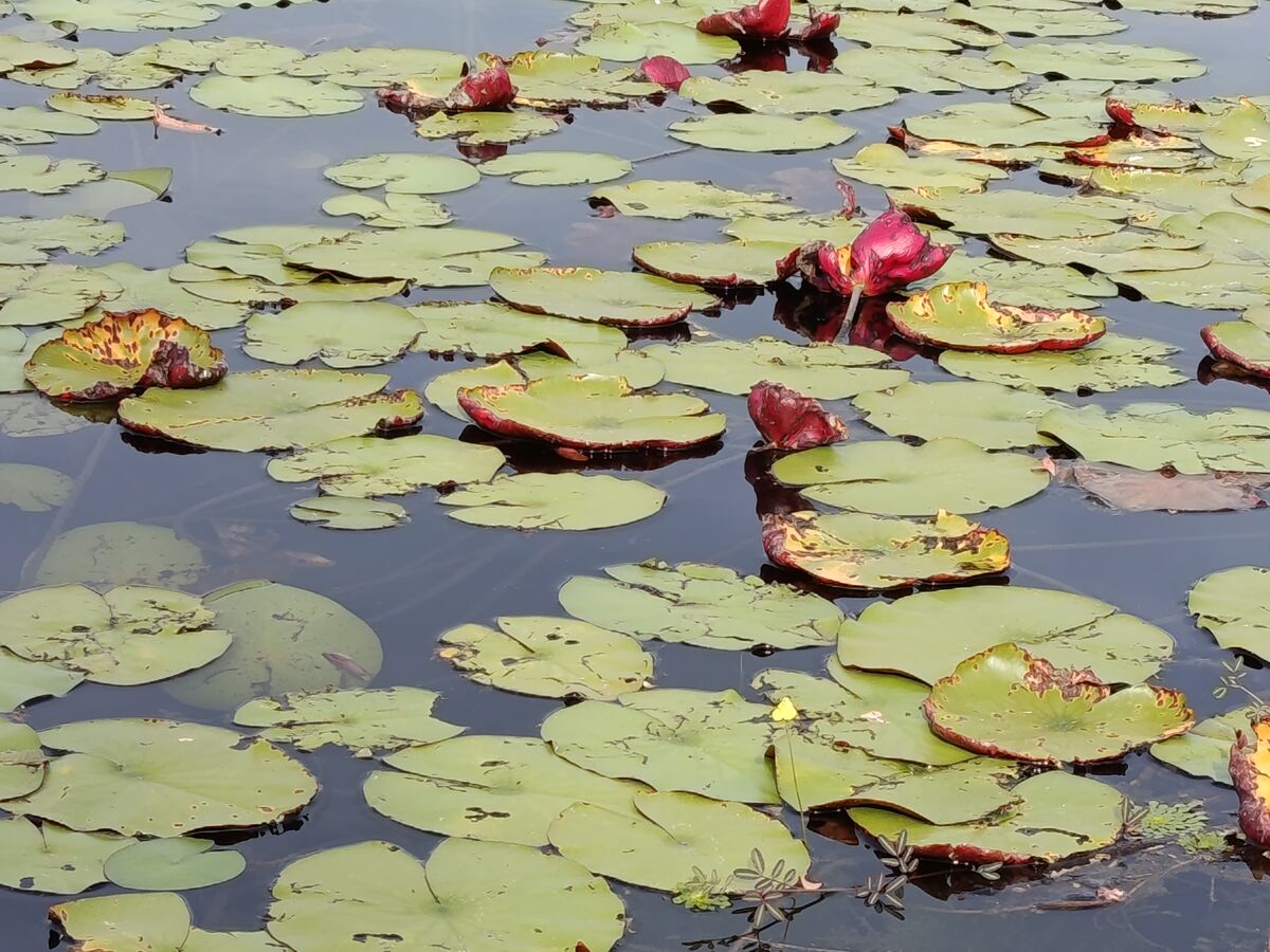 Felix Holden, Naturalist Tourist Guide: I'm from Guyana, South America ...