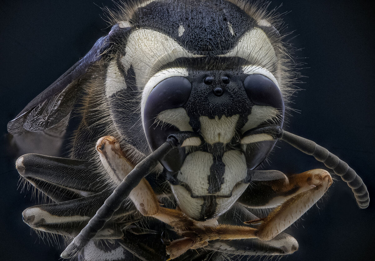 Bald-Faced Hornet Queen: This is a focused stacked image of a bald ...