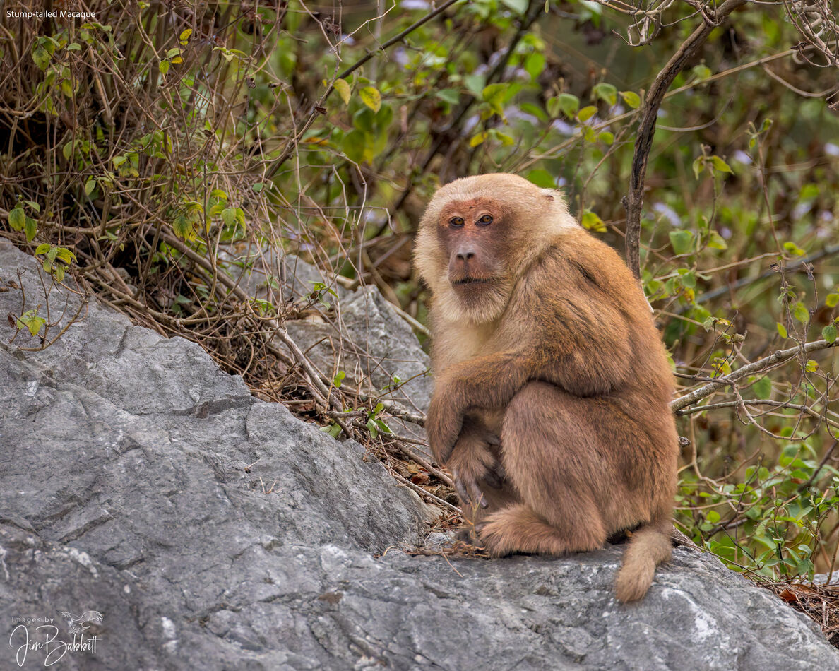 Another distraction: I earlier posted an image of a Stump-tailed ...