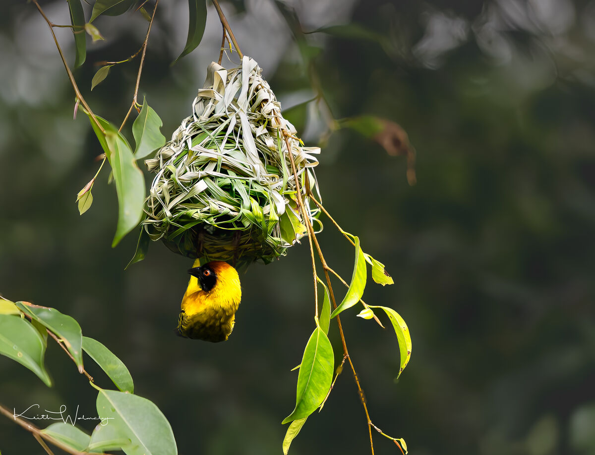 Weaver Bird: A golden weaver bird at work...