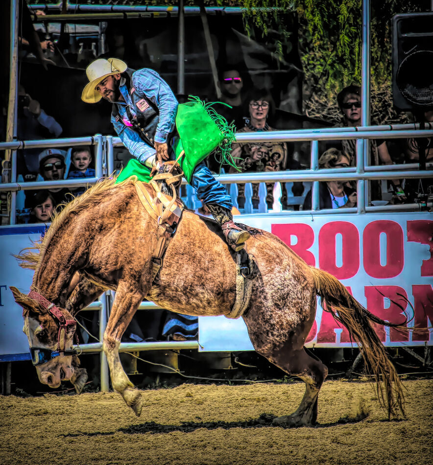 Rodeo: Action rodeo of a man in buckin bronco horse.