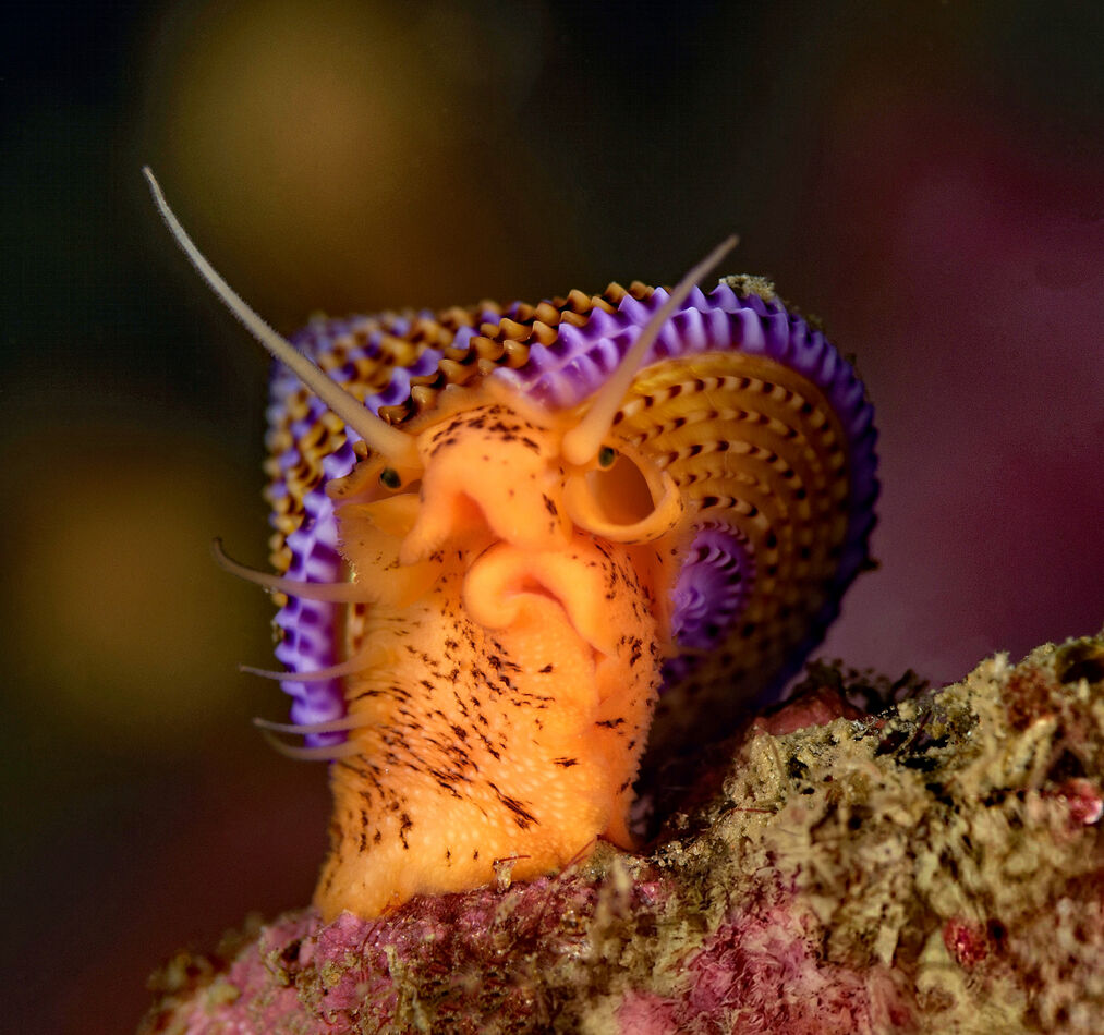 Purple Ringed Top Shell Pop-Up Challenge - The color PURPLE: Anybody can post. Whatever purple ...