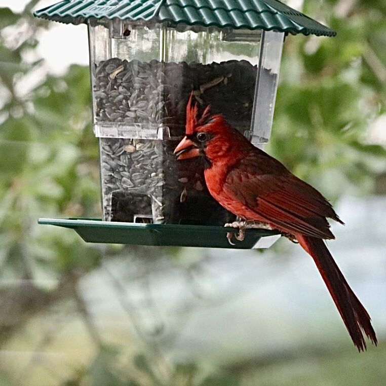 Do Cardinals Eat from Bird Feeders: Surprising Facts Revealed