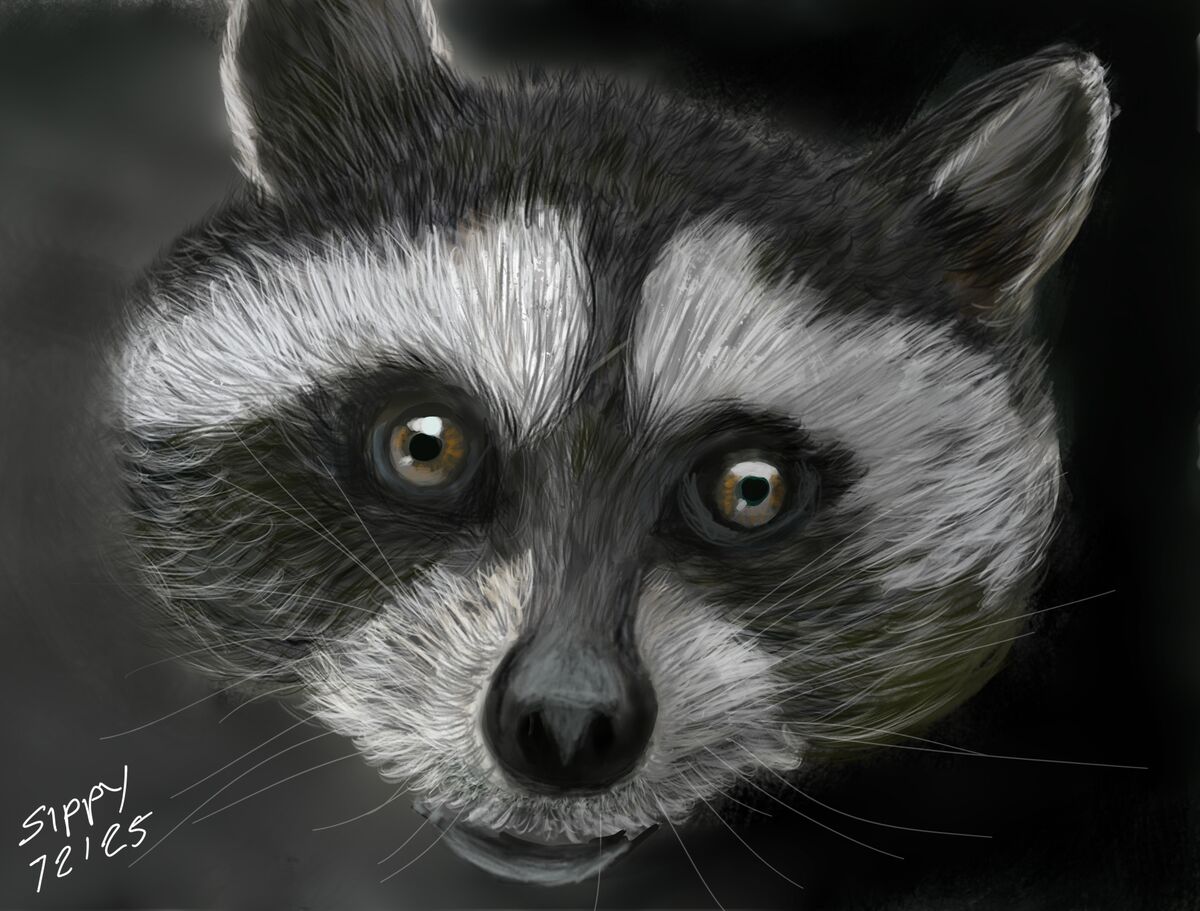 Raccoon - Digital Painting: These little trash bandits can be cute and ...