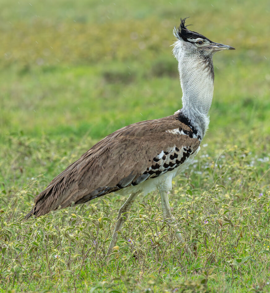 Struts Bird Serengeti birds - 32: This set shows the young male bustard in full ...