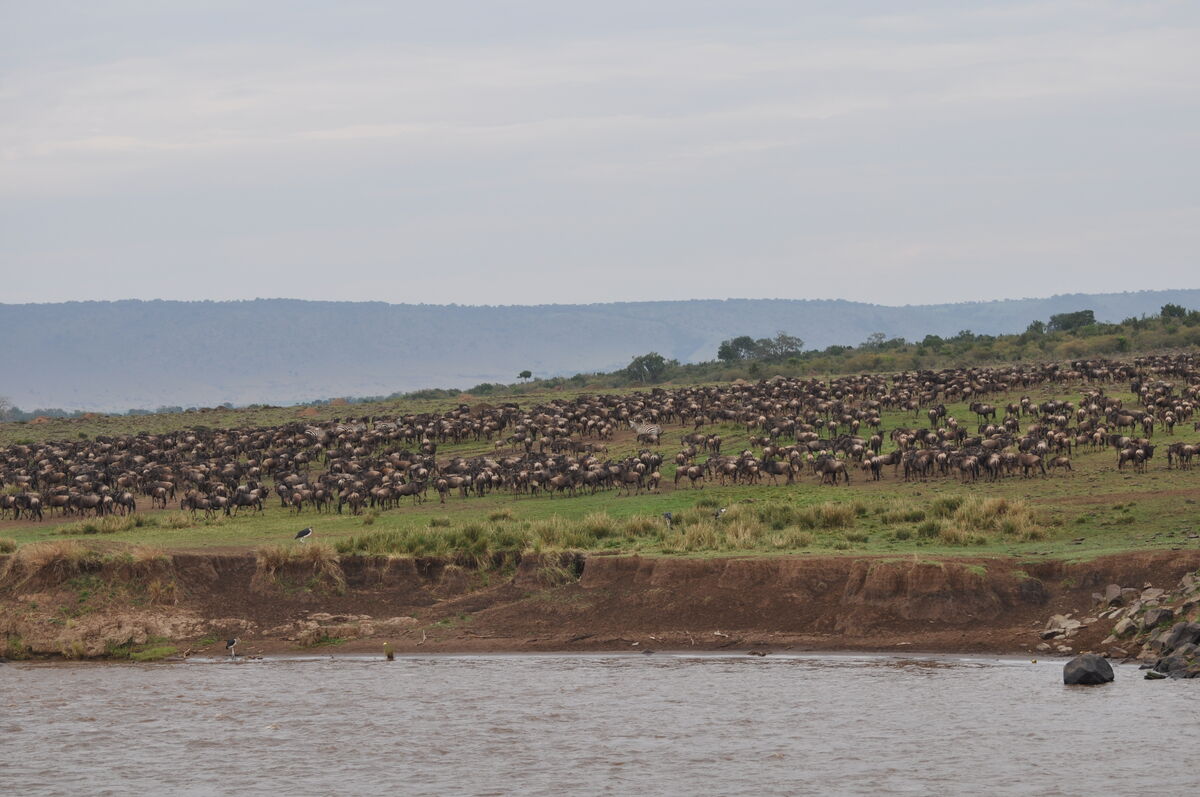 Ugly Rivers The Great Migration in October: Wildebeest and Zebras crossing the Mara ...