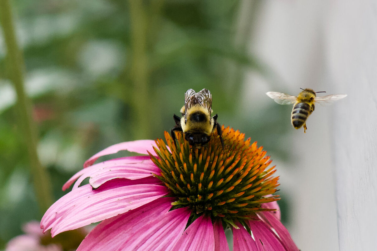 Busy as a bee: Busy as a bee...