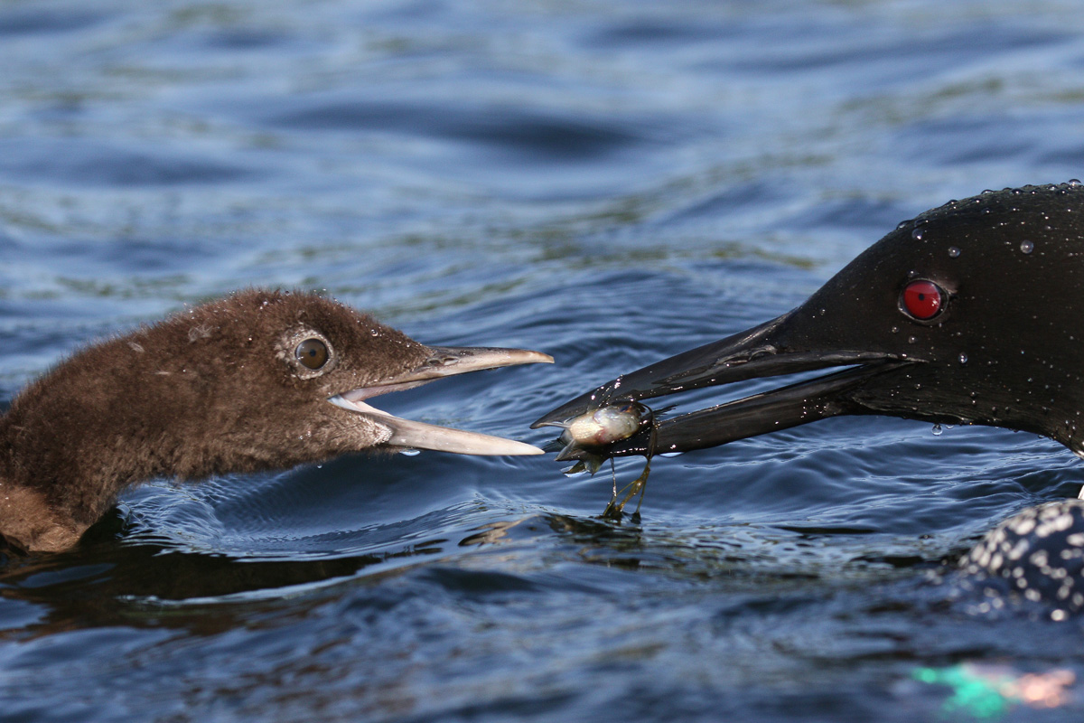 25 day old loon chick feed me: Banded female loon feeding her 25 day ...