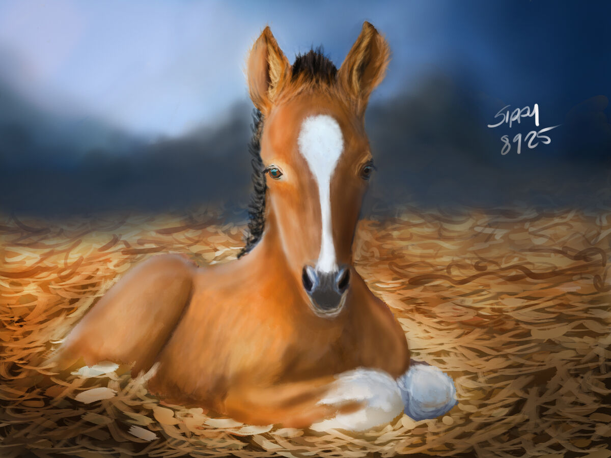 Colt Lay Colt Horse - Finished Painting: This is the finished version of the ...