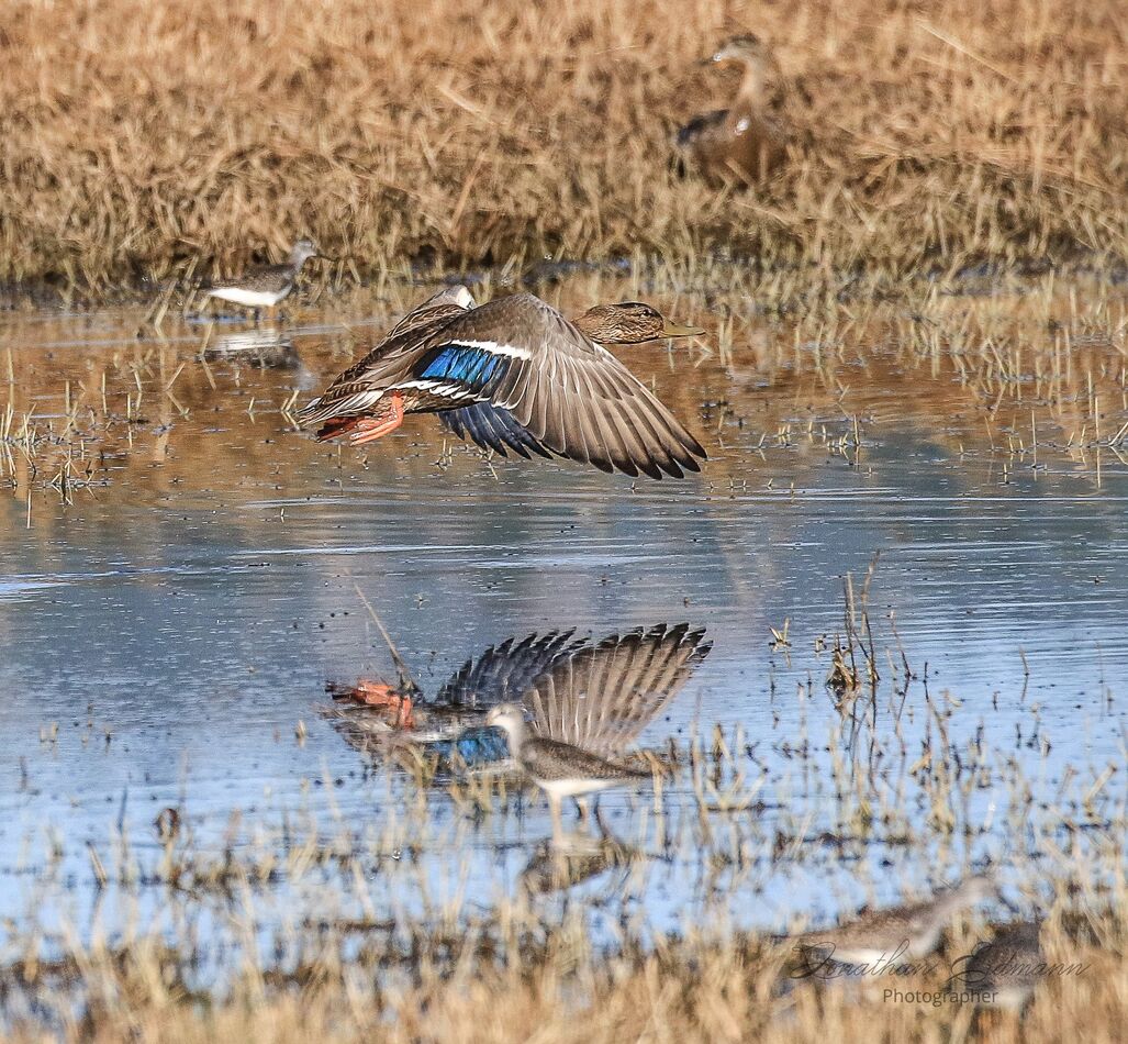 Mallard says I'm out of here: I happen to catch this one as it took off ...
