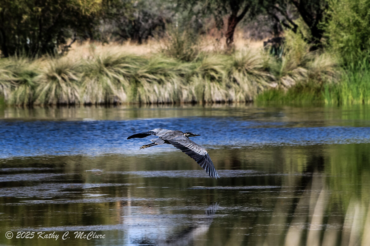 Some shots from Canoa Ranch, Southern, AZ: I wandered around the lake ...