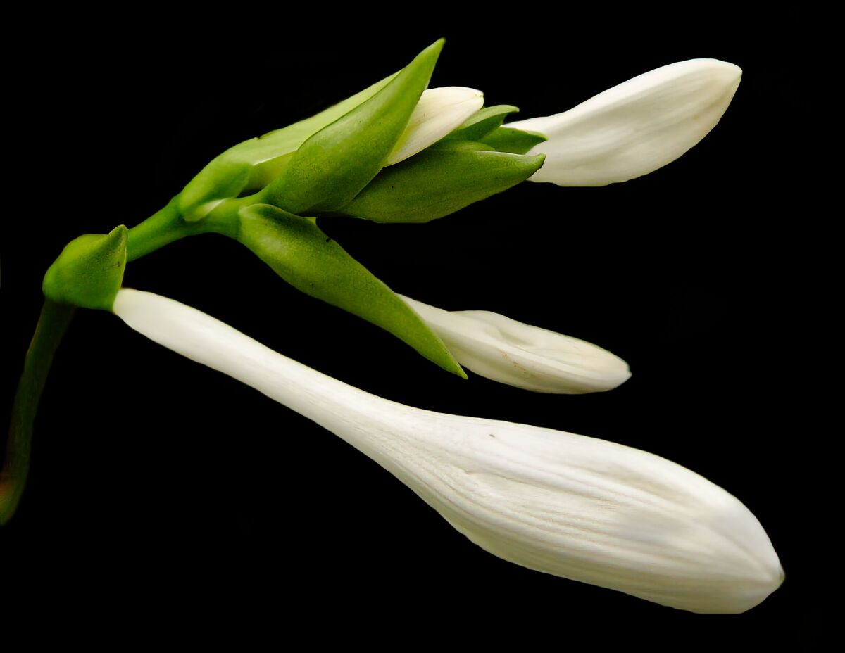 Welcome to My Posts for 01/12/26: I love hostas!!!! The kind of flower ...