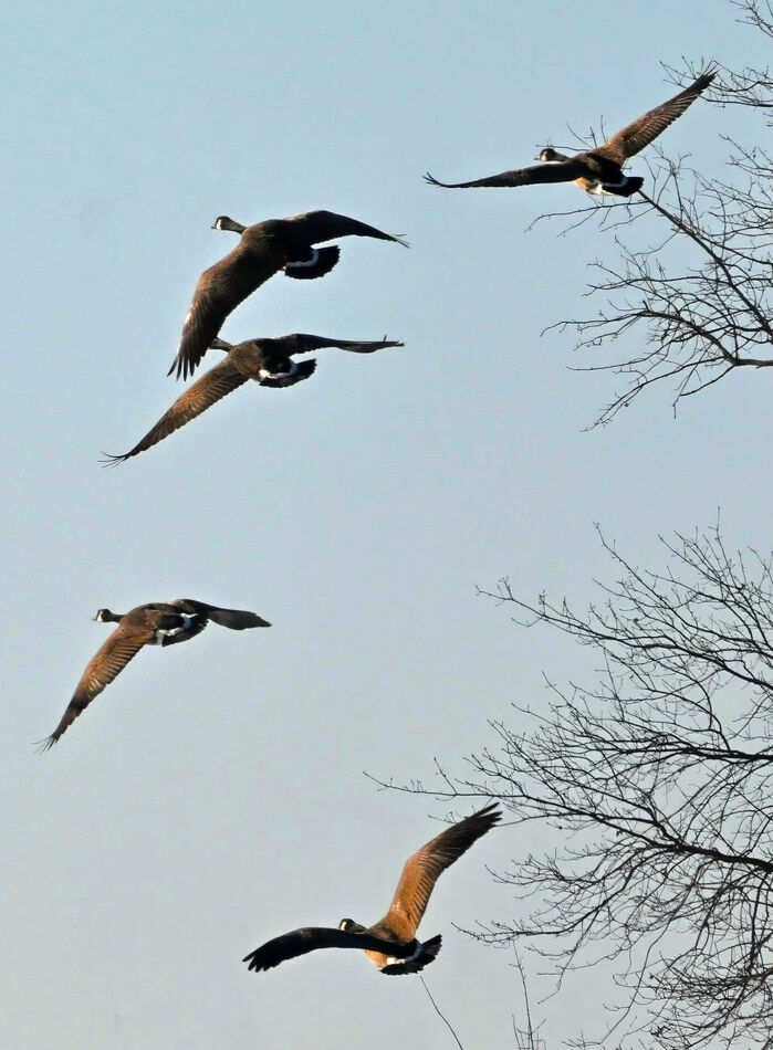 Fun with Geese: It is amazing to me how we get huge gaggles of geese on ...